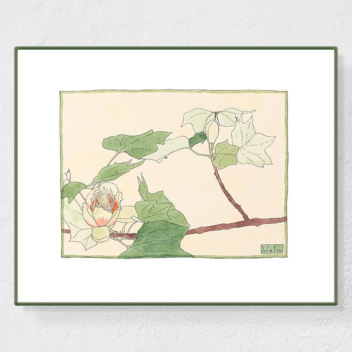 OVERBECK_tulip_tree_MIN.jpg