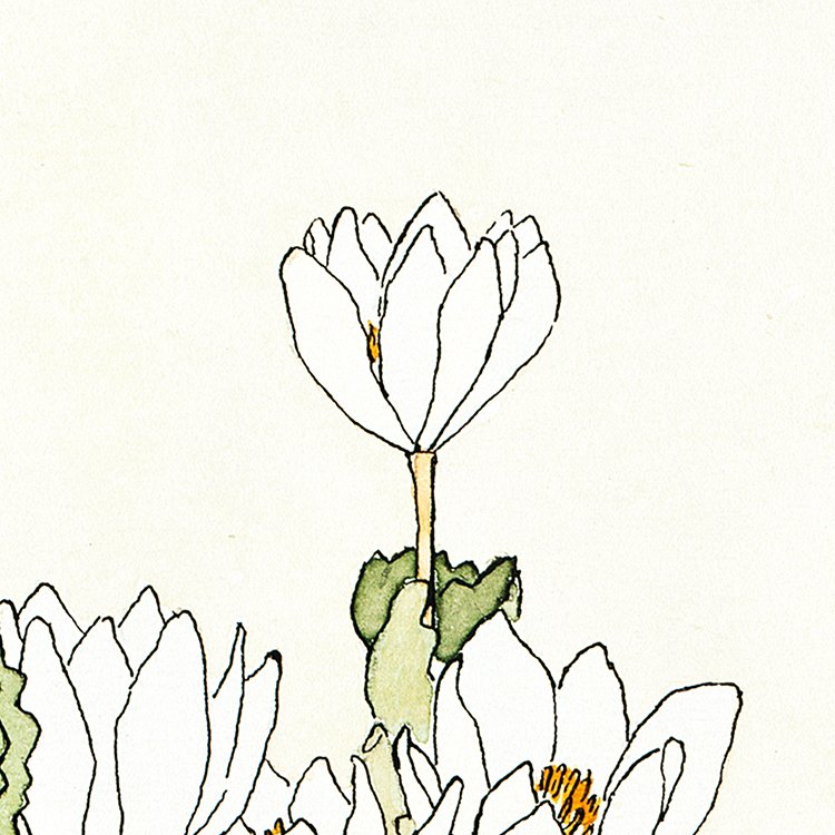 OVERBECK_blood_root_MIN2.jpg