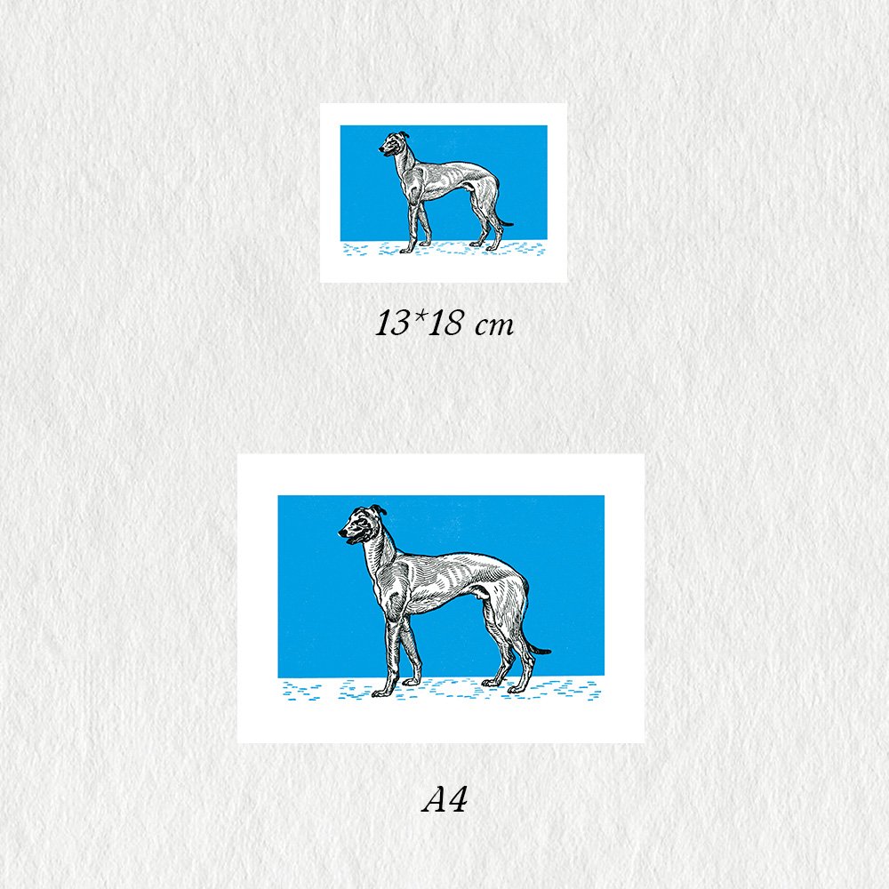 JUNG_greyhound2_MIN3.jpg