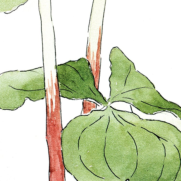 OVERBECK_trillium_erectum_MIN2.jpg
