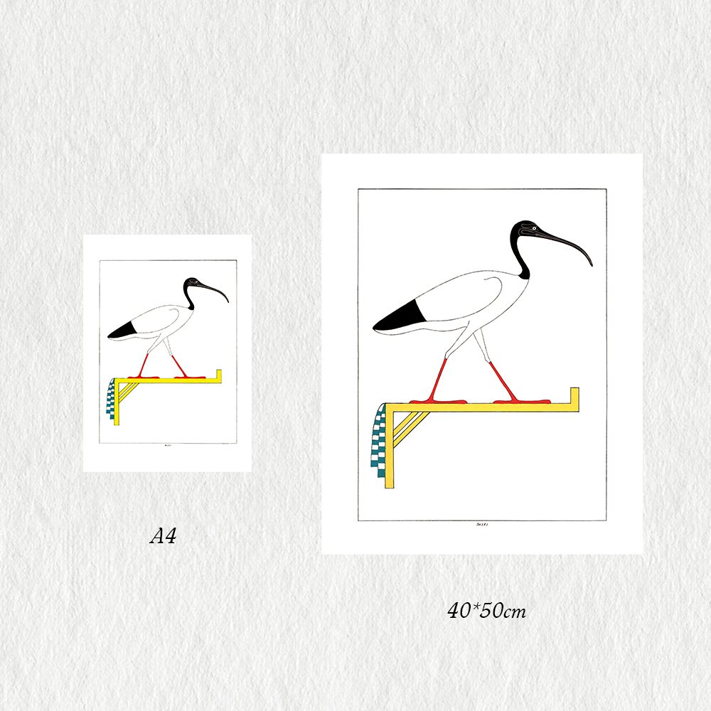 DUBOIS_ibis_MIN3.jpg
