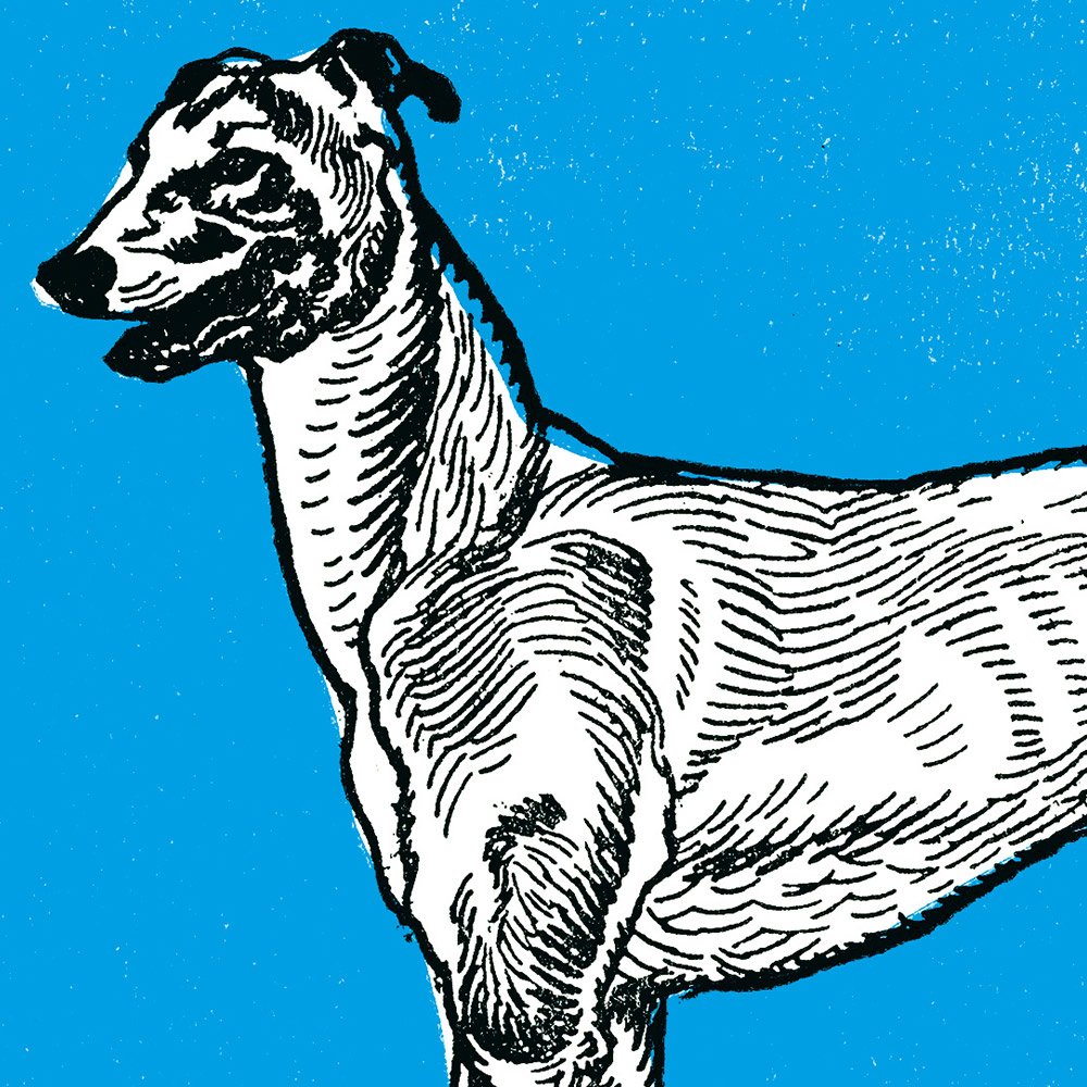 JUNG_greyhound2_MIN2.jpg