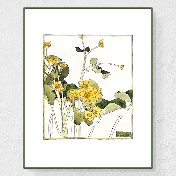 Marsh marigold - Affiche Hannah Overbeck