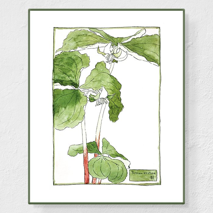 Trillium erectum - Affiche Hannah Overbeck