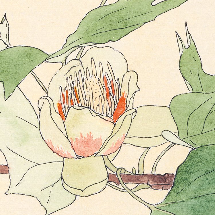 OVERBECK_tulip_tree_MIN2.jpg