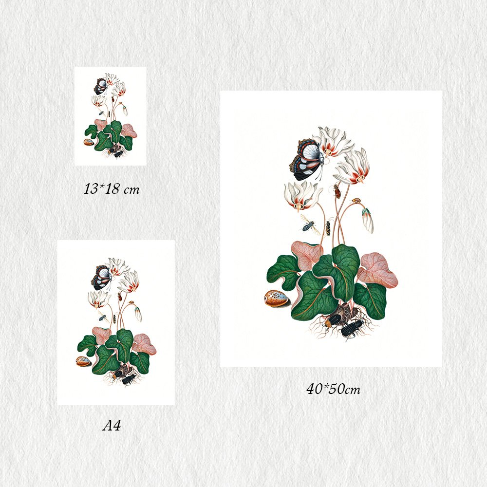 BLACKBURNE_cyclamen_MIN3.jpg