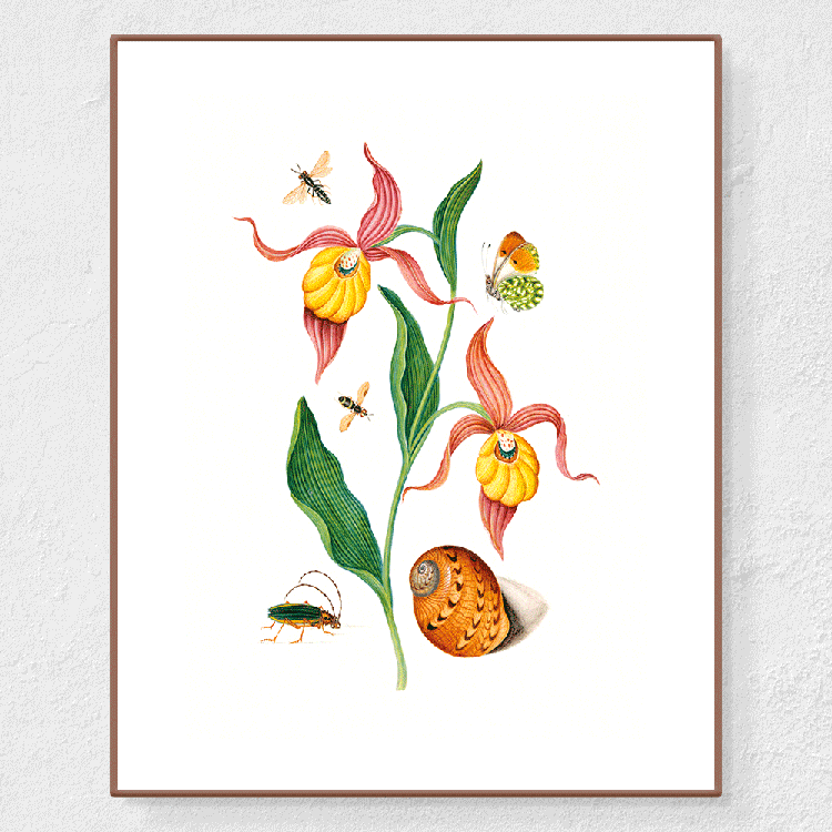 Cypripedioideae - Affiche Anna Blackburne