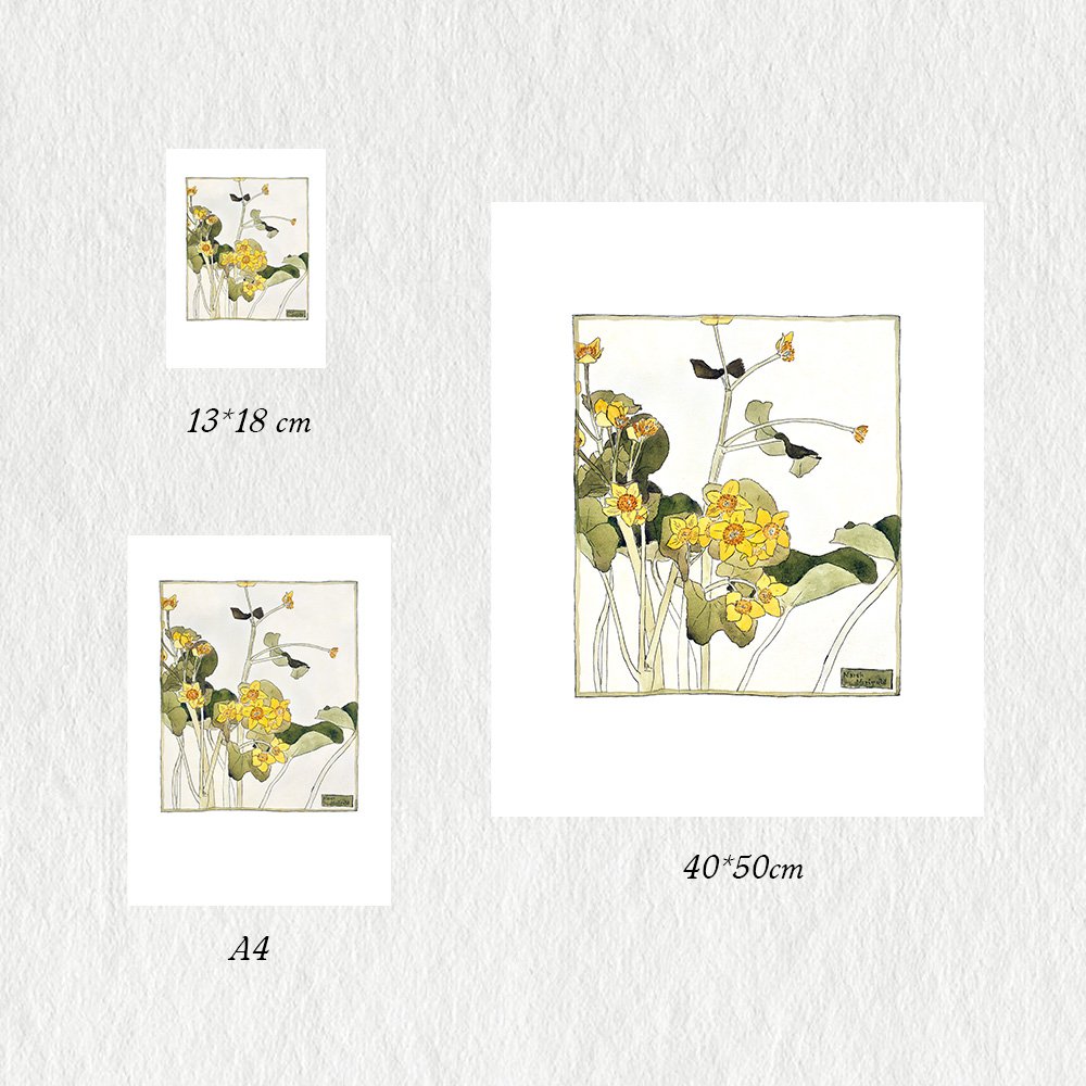 BORGER_marsh_marigold_MIN3.jpg