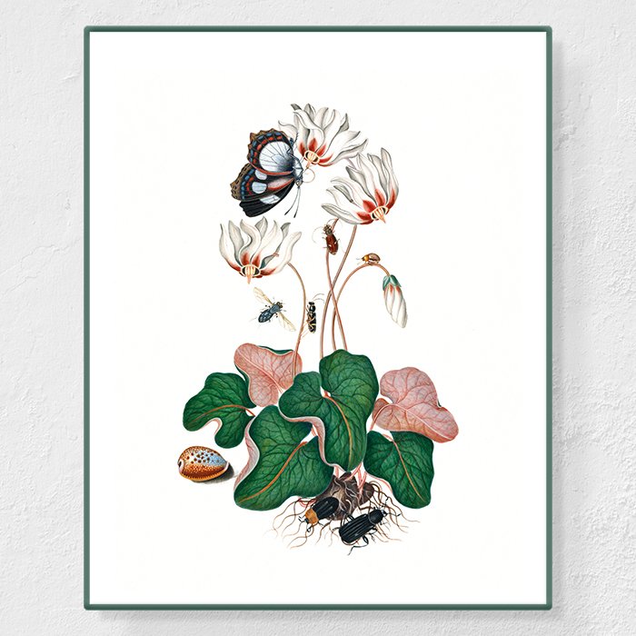 Cyclamen - Affiche Anna Blackburne