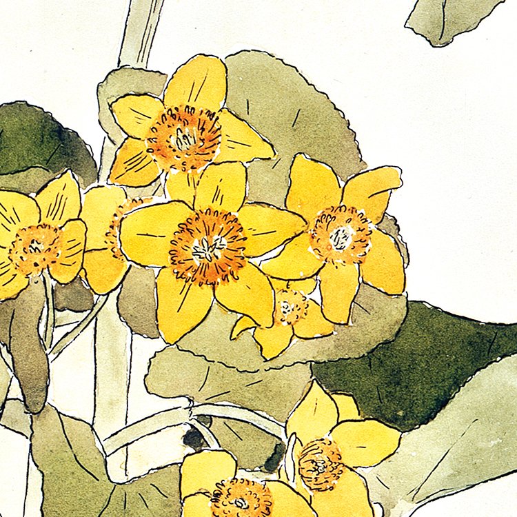 OVERBECK_marsh_marigold_MIN2.jpg