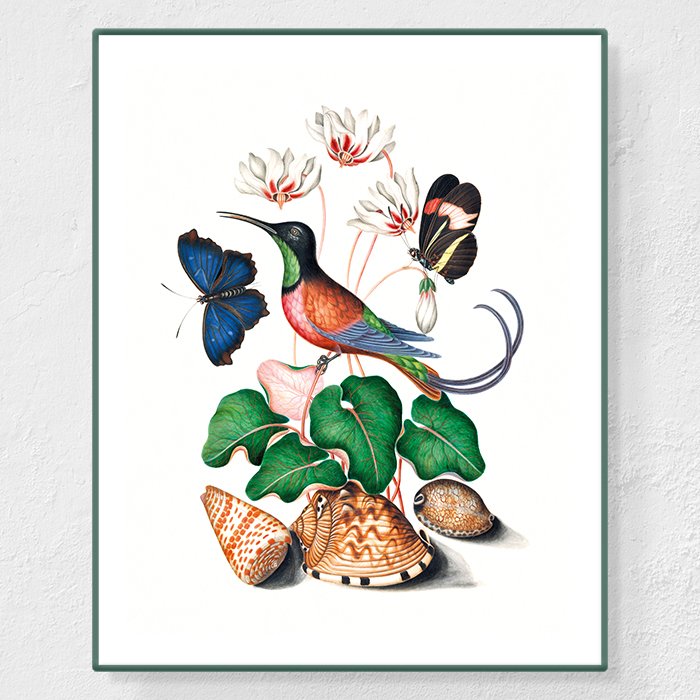 Colibri topaze - Affiche Anna Blackburne
