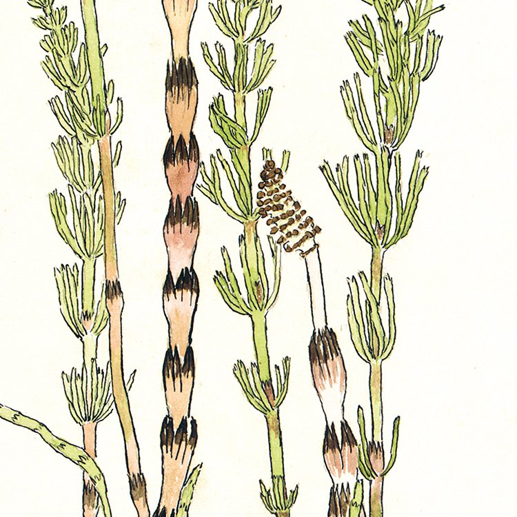 OVERBECK_horsetail_MIN2.jpg