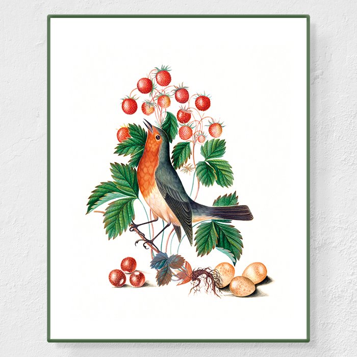 Rouge-gorge - Affiche Anna Blackburne