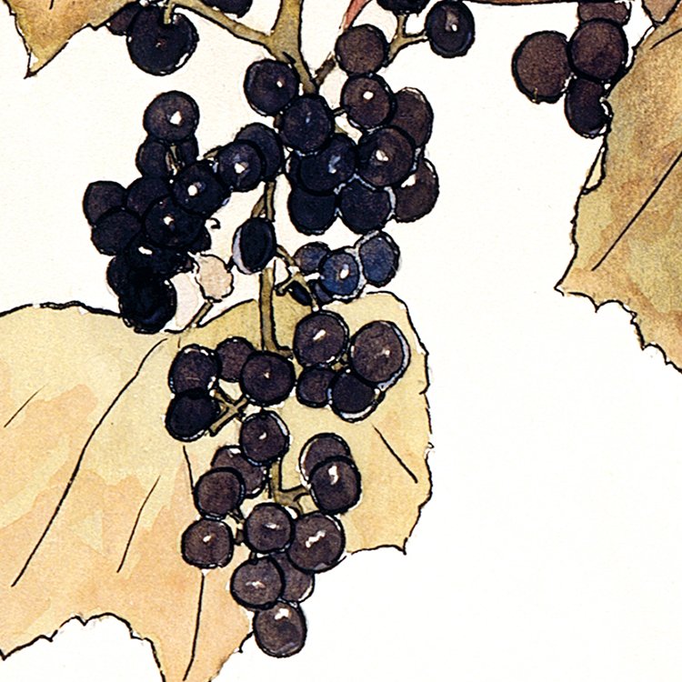 OVERBECK_frost_grape_MIN2.jpg