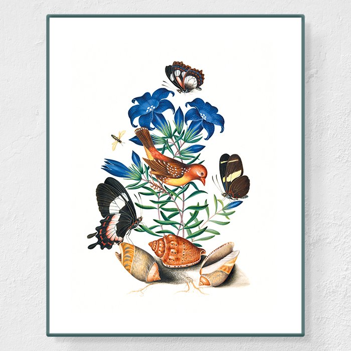 Bengali rouge - Affiche Anna Blackburne