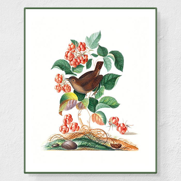 Troglodyte mignon - Affiche Anna Blackburne