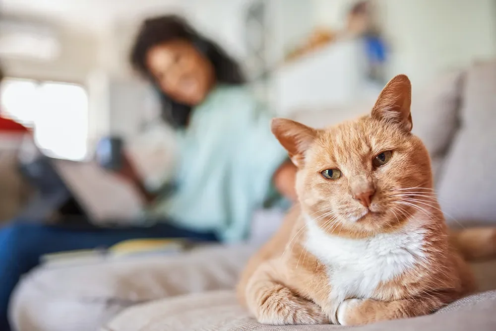 Katze liegt 