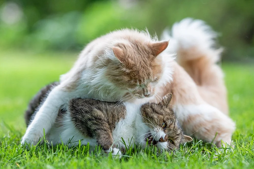zwei Katzen im Garten