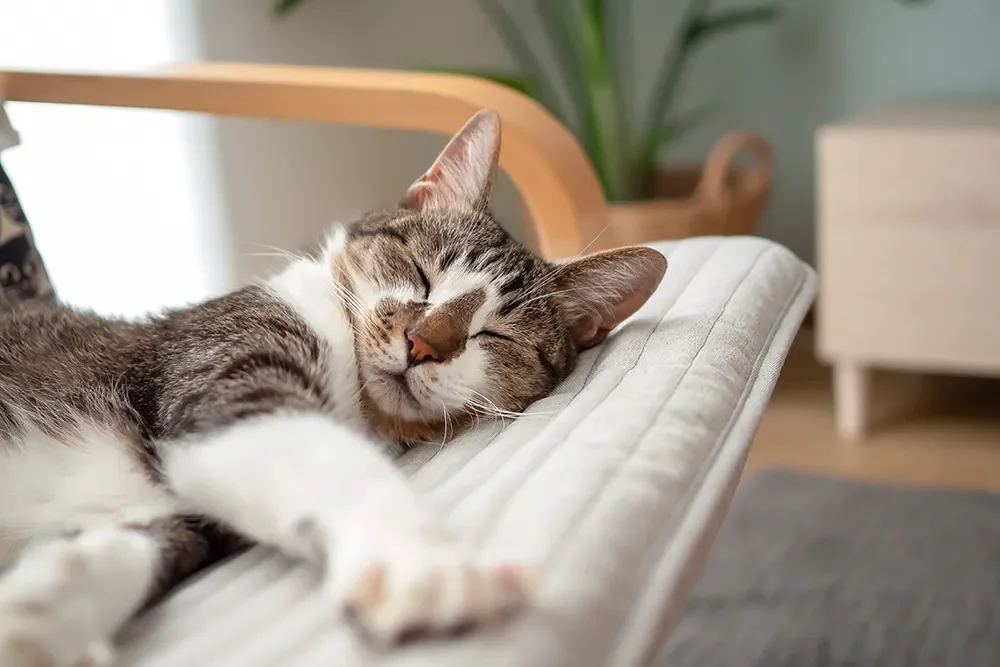 Katze liegt auf Sessel