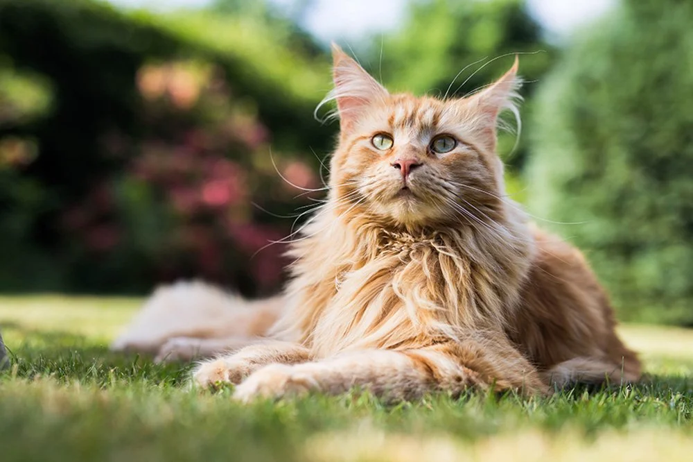 Maine Coon