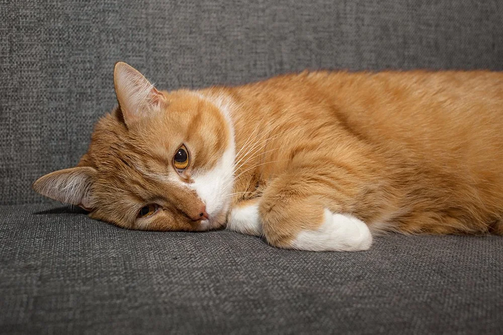 Katze liegt
