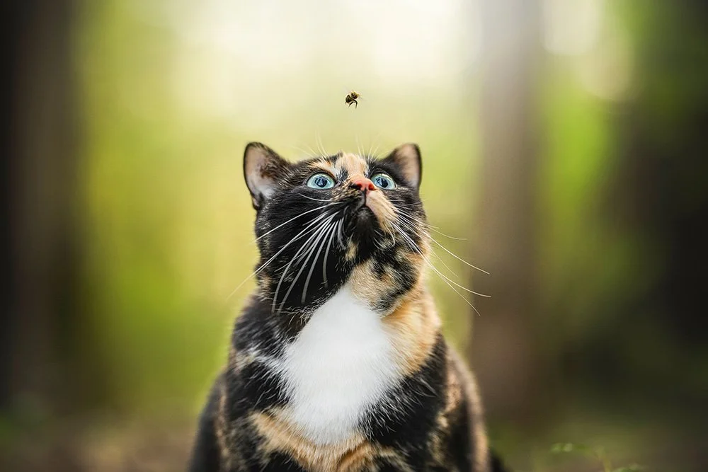 Katze und Biene