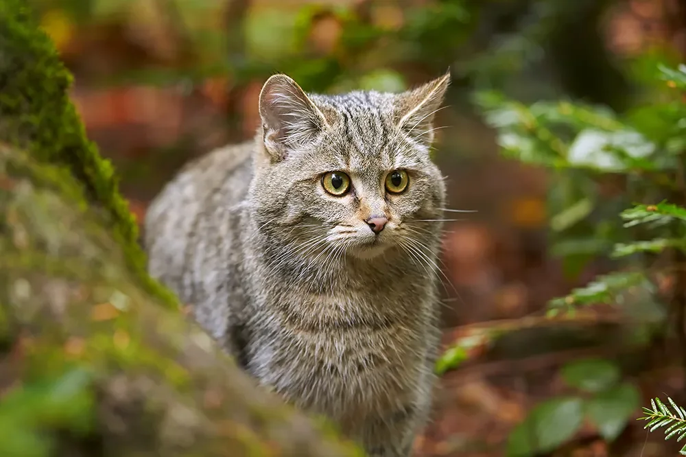 Europäische Wildkatze
