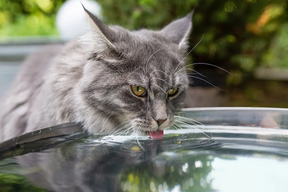 Katze trinkt Wasser