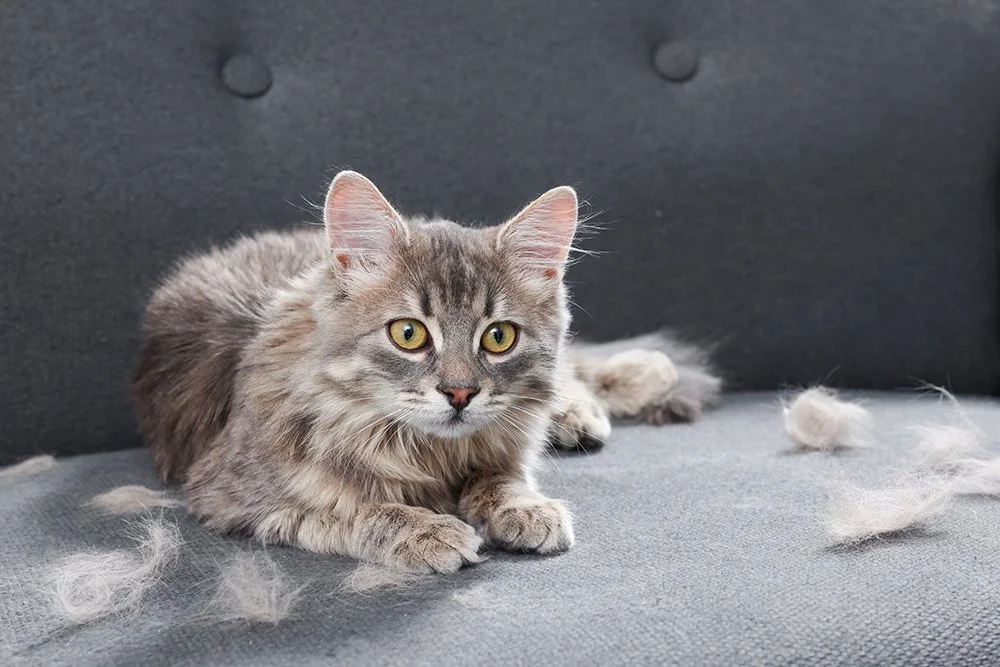 Katze bem Fellwelchsel