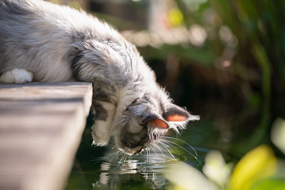 Katze beugt sich zum Wasser