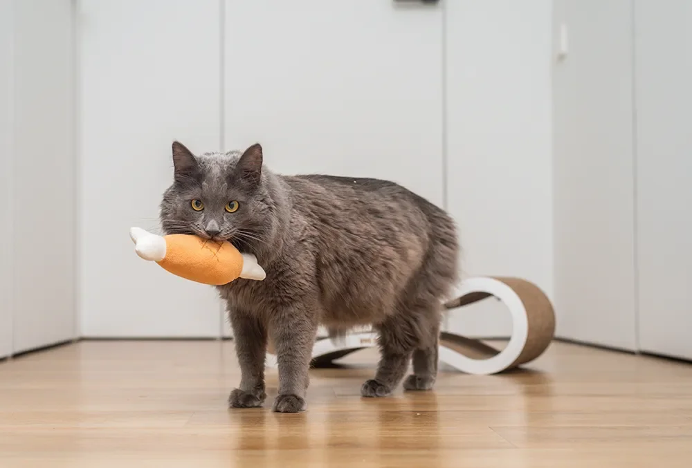 Katze mit Spielzeug im Mund
