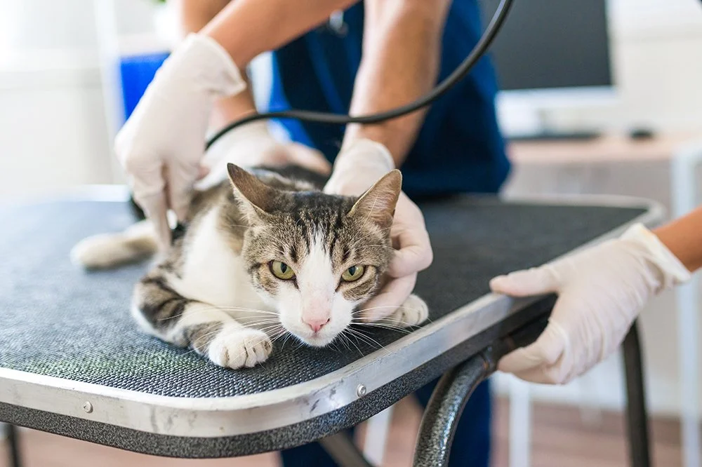 Katze beim Tierarzt