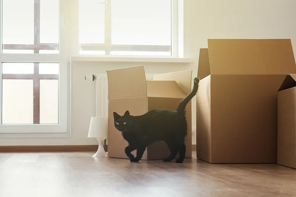 Katze vor Kartons