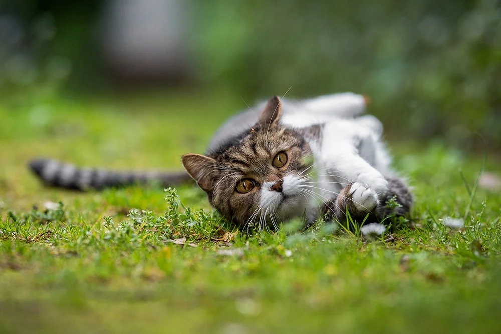 Katze liegt draussen auf dem Boden