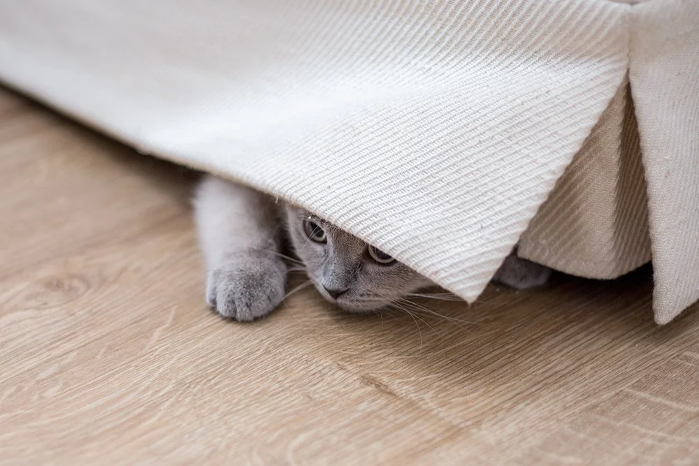 Katze unter Decke versteckt