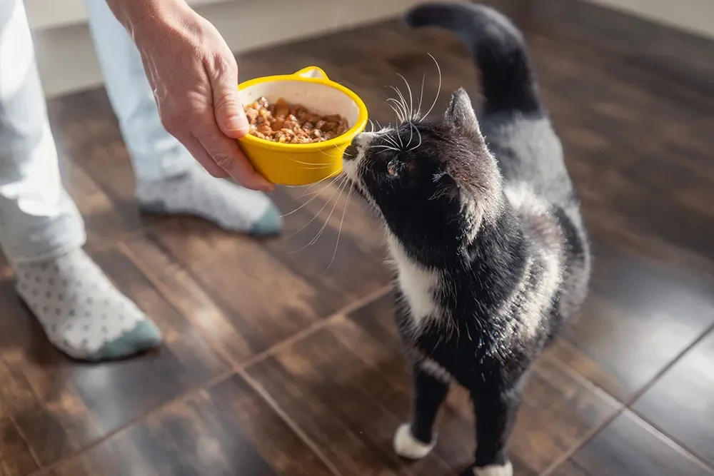 Katze und gelber Napf