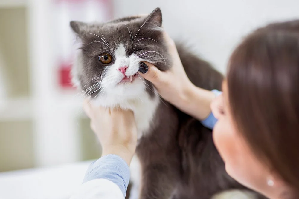 Frau untersucht Zähne der Katze