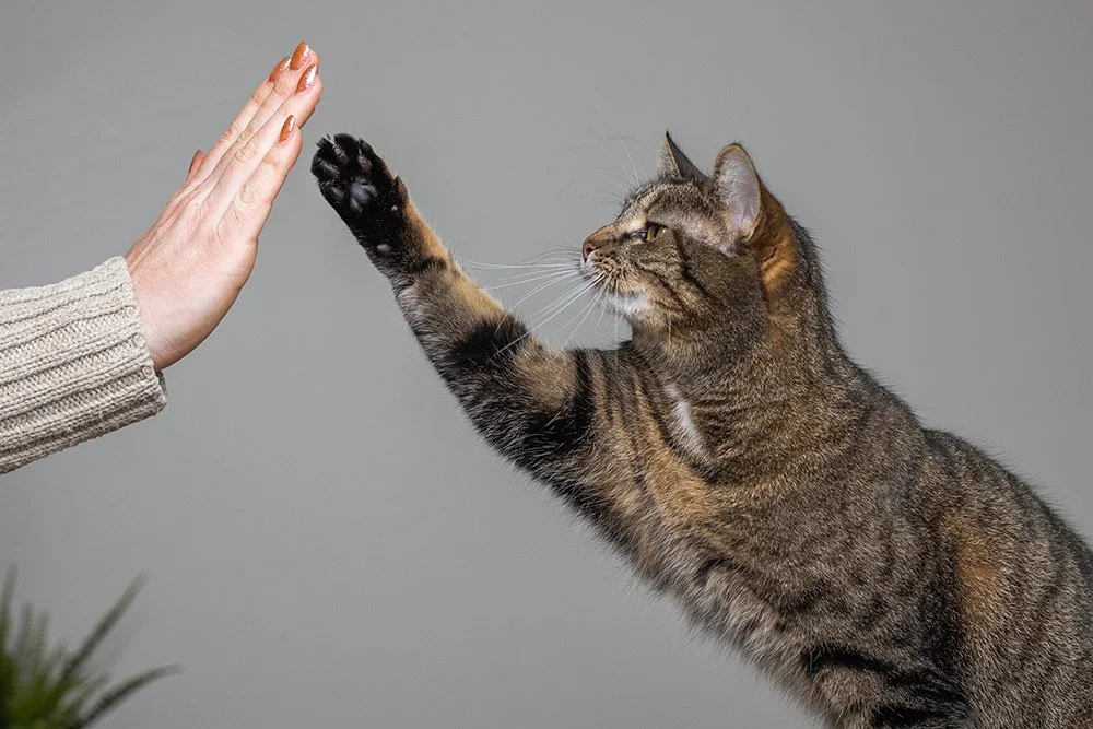 Katze gibt High Five