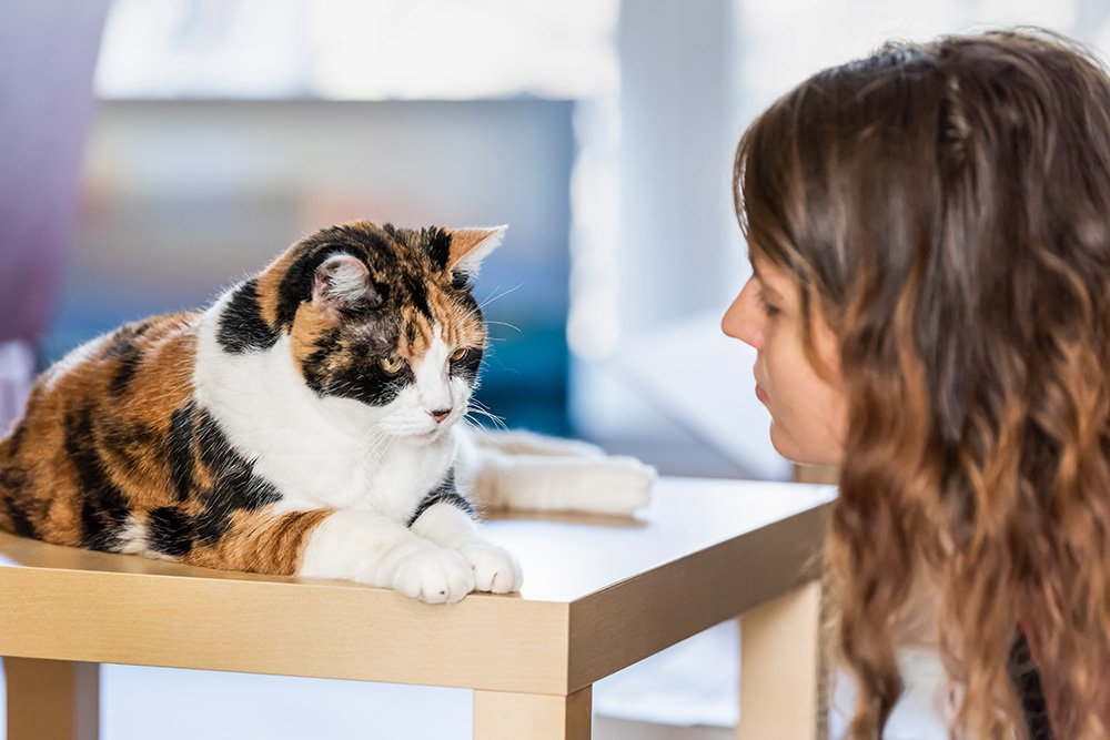 Katze und Mensch