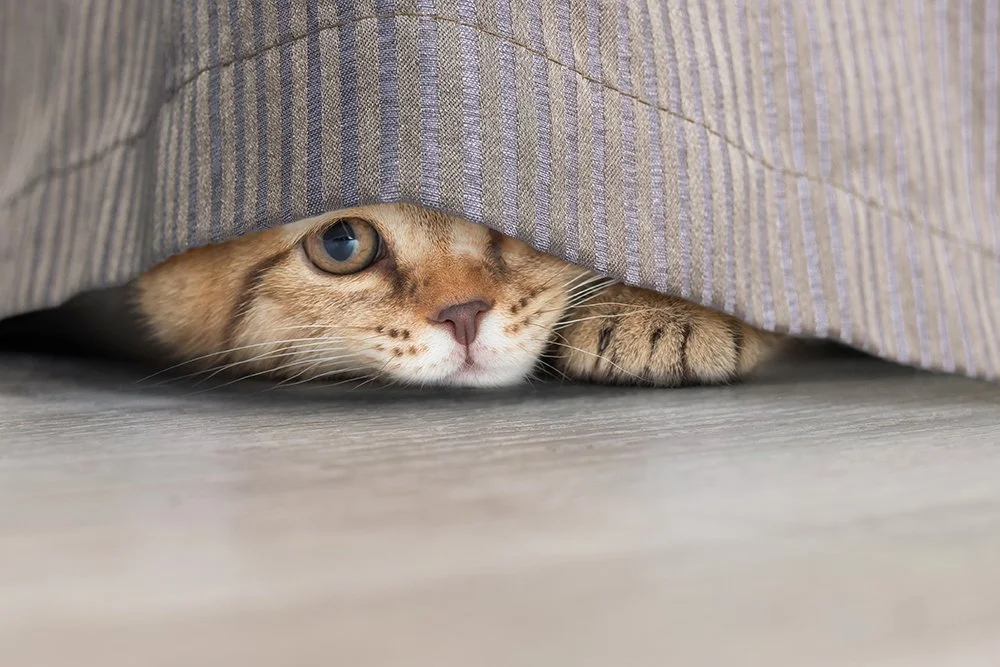 Katze versteckt sich