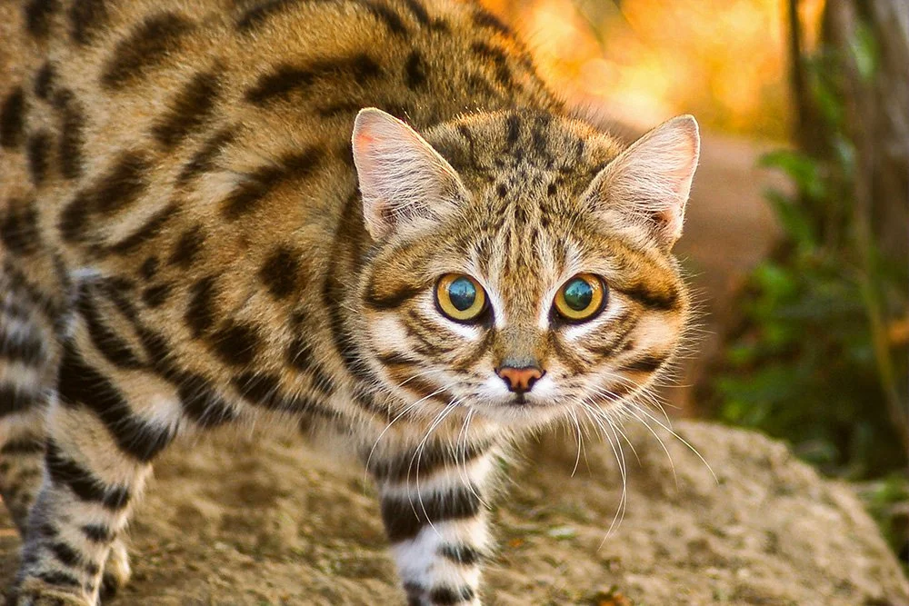 Schwarzfusskatze