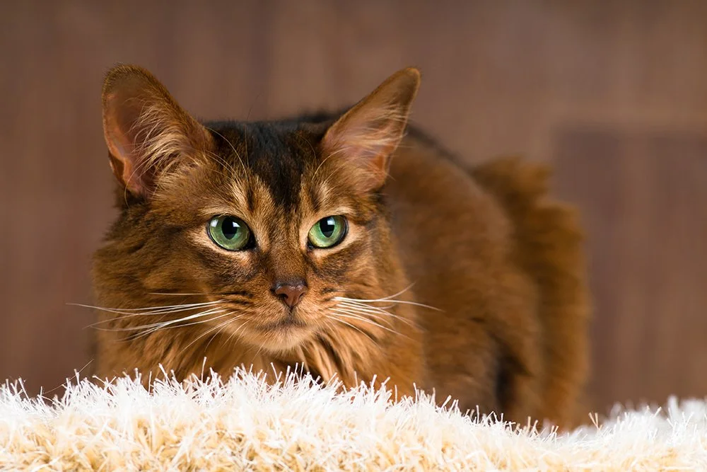 Somali-Katze