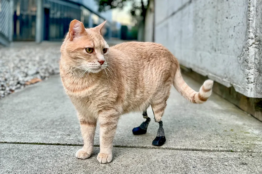 Katze mit Prothesen