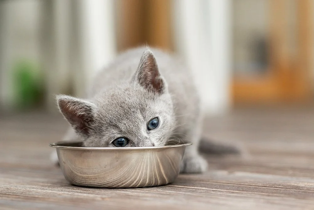 Baby Katze vor Napf