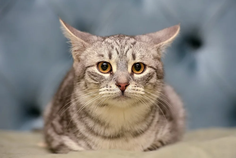 Katze liegt