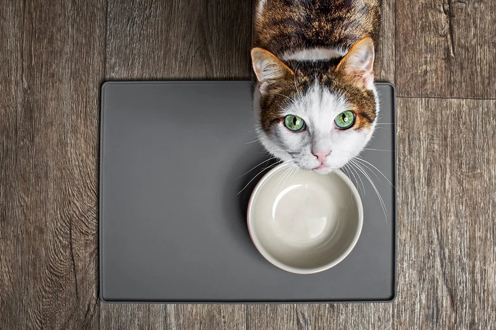 Katze vor Napf