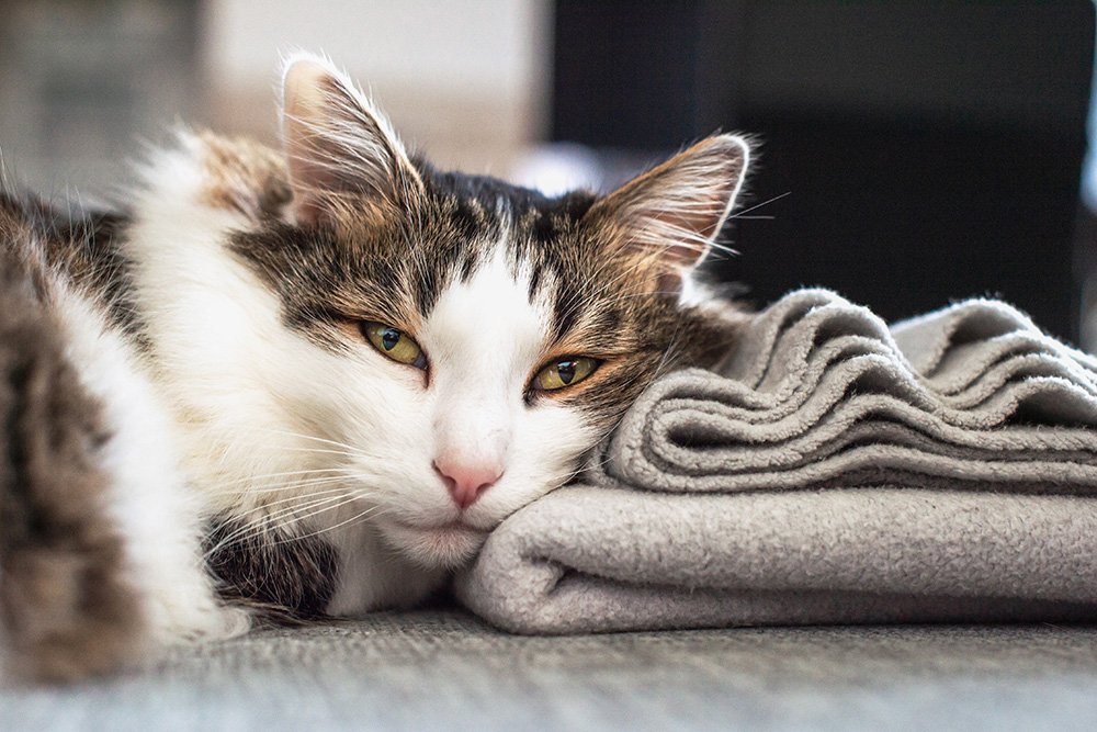 Katze liegt