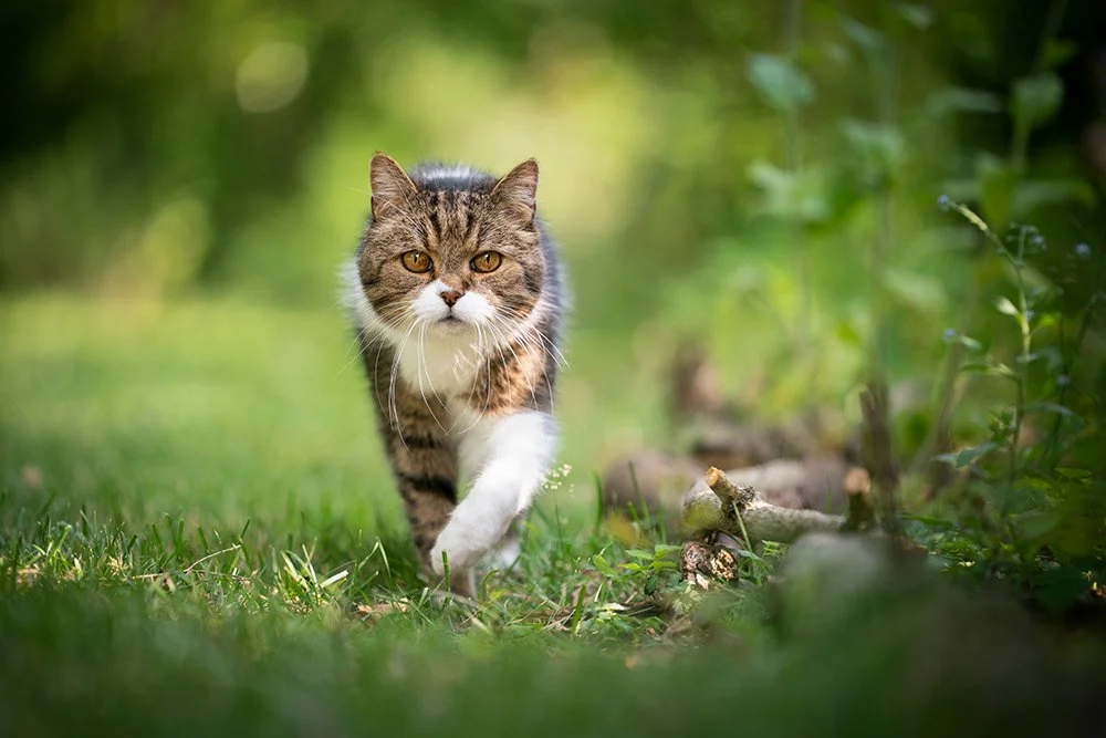 Katze läuft durch Gebüsch