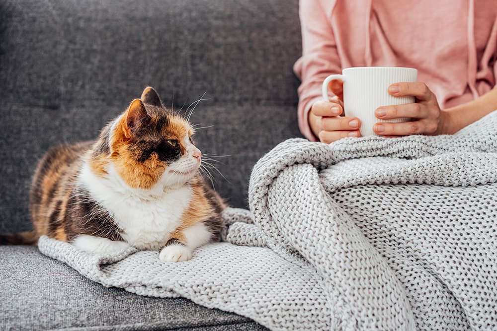 Katze liegt auf Sofa neben Mensch