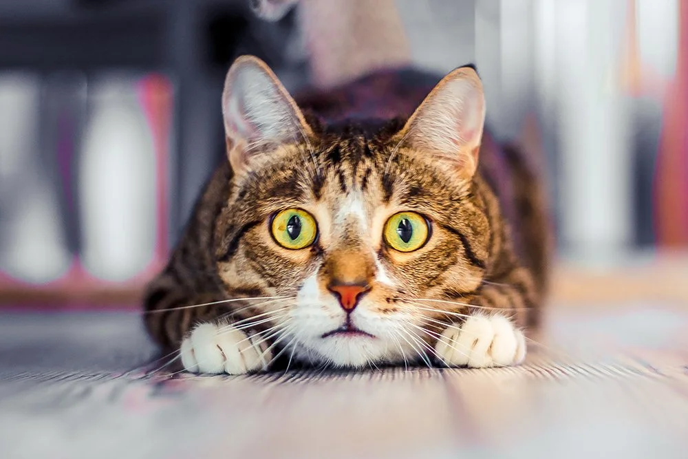 Katze schaut direkt in Kamera